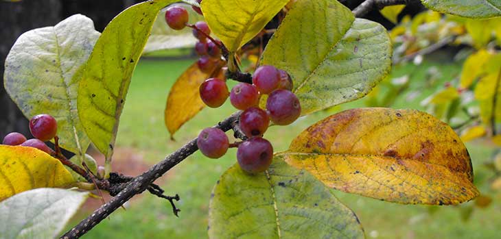 Sorbus keissleri