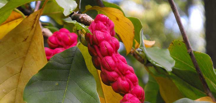 Magnolia sprengeri
