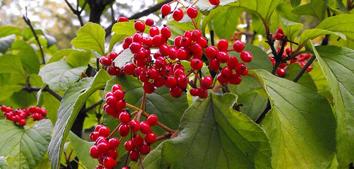 Virburnum dilatatum