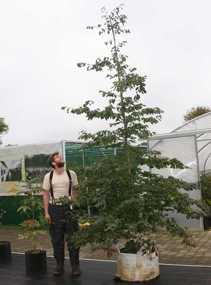 Car park trees