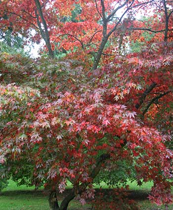 Acer palmatum