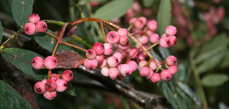 S. olivacea S. olivacea