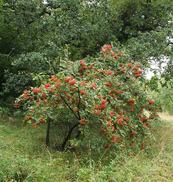 Westonbirt Arboretum