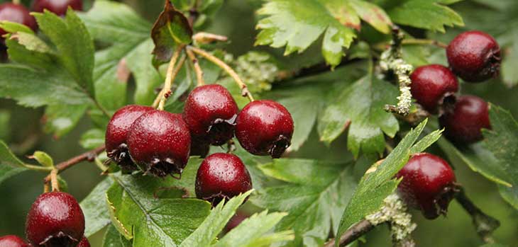 Crataegus schraderiana