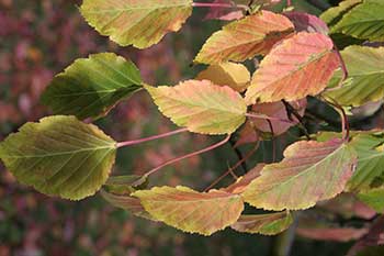 Acer morifolium