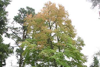 Cercidiphyllum japonicum