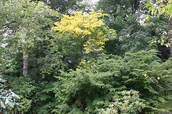 Cladrastis kentukea Cladrastis kentukea