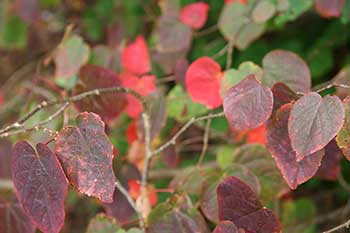 Disanthus cercidifolius