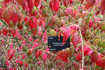 Euonymus alatus f. subtriflorus