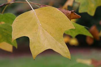 Liriodendron tulipifera 'Variegata'