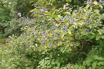 Symplocos paniculata