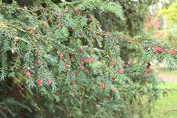 Taxus baccata