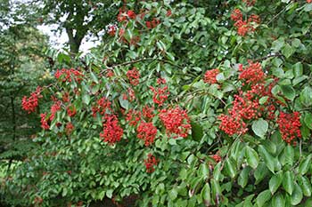 Viburnum betulifolium