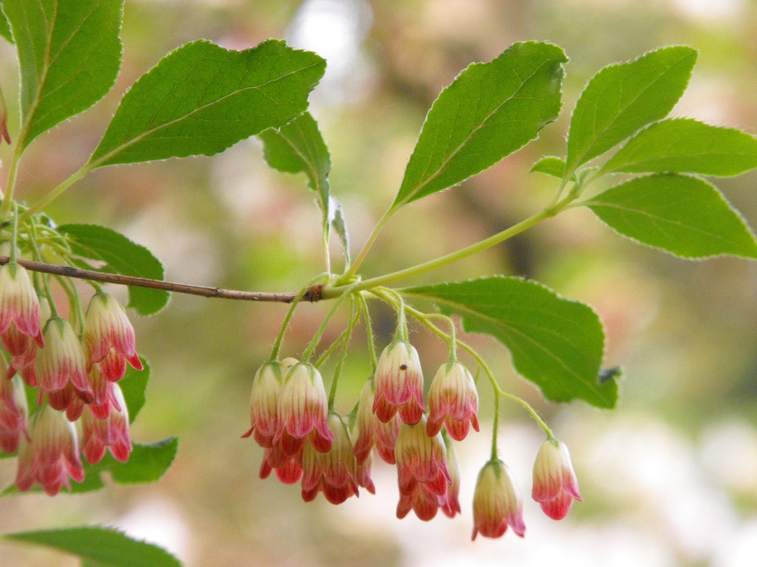Enkianthus chinensis