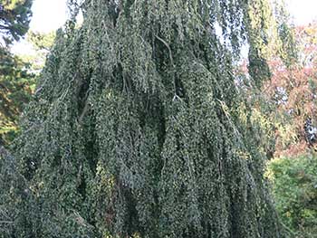 Weeping Beech