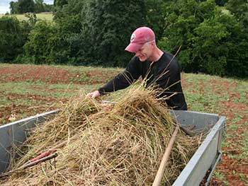 Gathering the sward with grass rakes to take to the receiver site