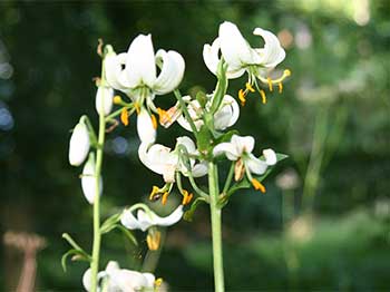 White Martagon lily