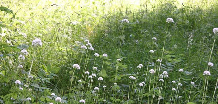 Wildflowers in Silk Wood Wildflowers in Silk Wood