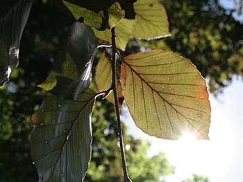 Copper Beech Tree