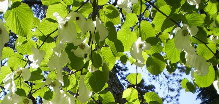 Handkerchief tree