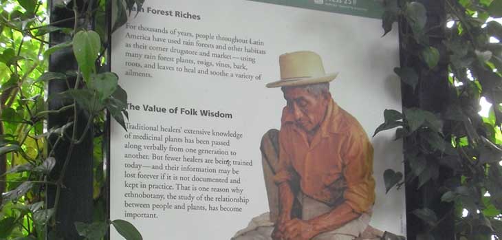 Wild Medicine exhibition interpretation NYBG Wild Medicine exhibition interpretation NYBG