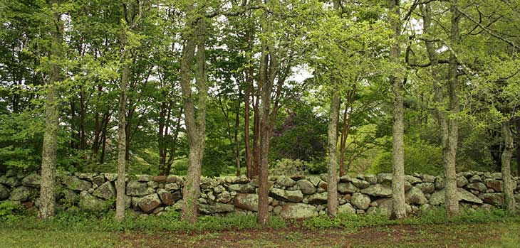 An avenue of trees with a distinctive Martha's Vineyard dry stone wall behind it