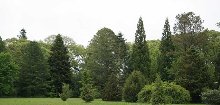 View into the conifer collection at Polly Hill Arboretum