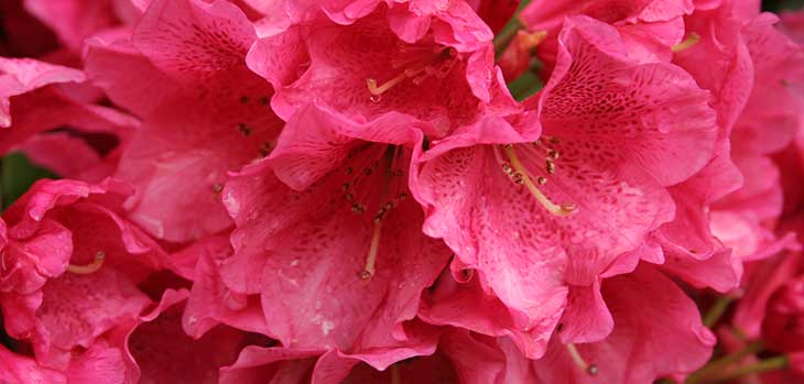 Rhododendron at Polly Hill Arboretum Rhododendron at Polly Hill Arboretum