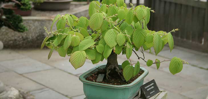 Corylopsis (Hazel) bonsai tree