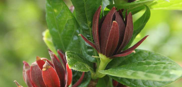 Calycanthus ‘Michael Lindsey’ Calycanthus ‘Michael Lindsey’