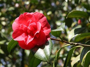 Camellia Japonica 'Adolphe Audusson'