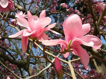 Westonbirt's Champion Magnolia sprengeri 'Diva'