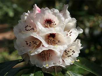 Rhododendon basilicum