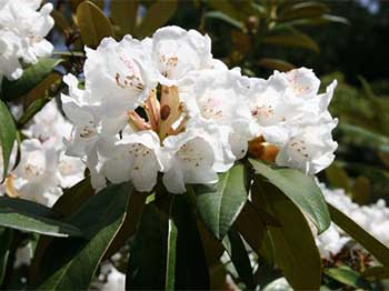 Rhododendron phaeochrysum v. agglutinatum