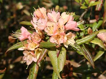 Rhododendron 'Crossbill'