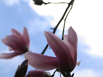 Magnolia sprengeri 'Diva'