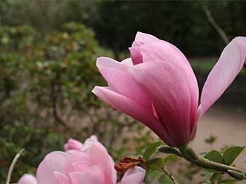 Magnolia sprengeri 'Diva'