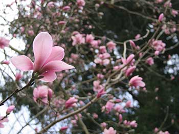 Magnolia sprengeri 'Diva'