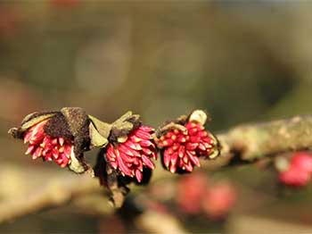 Persian Ironwood (Parrotia persica) photographed in January 2013