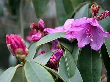 Rhododendron ririei, taken in February 2013