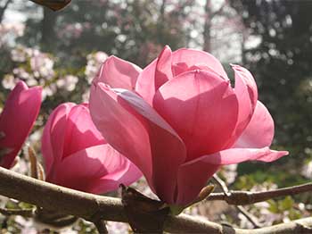 Magnolia sprengeri 'Diva' photographed on 23 March 2012