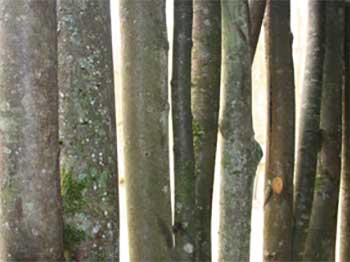 Close up of stems