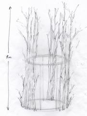 Richard Harris sketch of 2000 Year Old Lime sculpture Richard Harris sketch of 2000 Year Old Lime sculpture