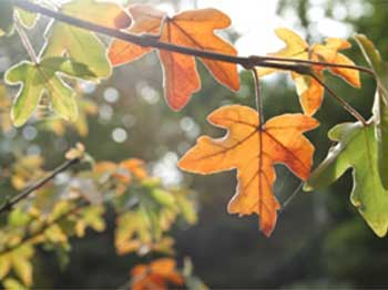 Field maple at Westonbirt, credit Gina Mills Field maple at Westonbirt, credit Gina Mills