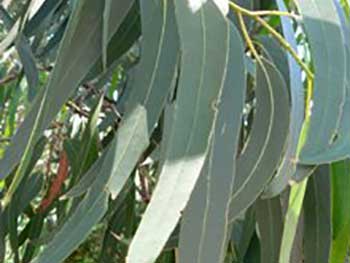 Eucalyptus Eucalyptus