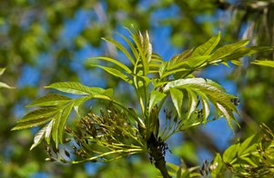 Ash leaves