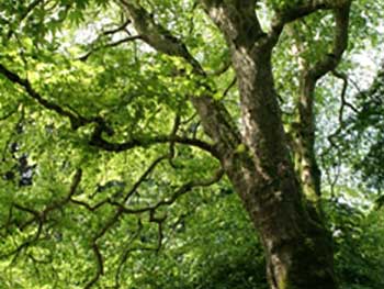 London plane at Westonbirt, credit Gina Mills