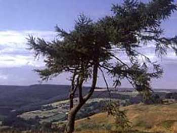 Scotts pine with signs of flagging from strong winds