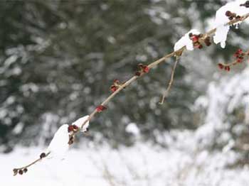 Parrotia persica (Persian Ironwood)