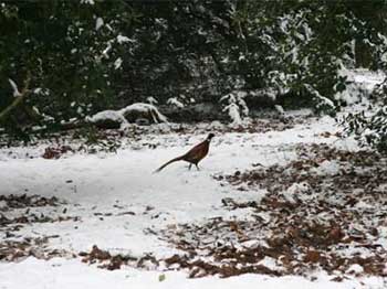 Pheasant Pheasant